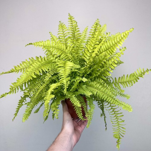 Paproć Nephrolepis Boston Blonde Nefrolepis wyniosły P12 #2