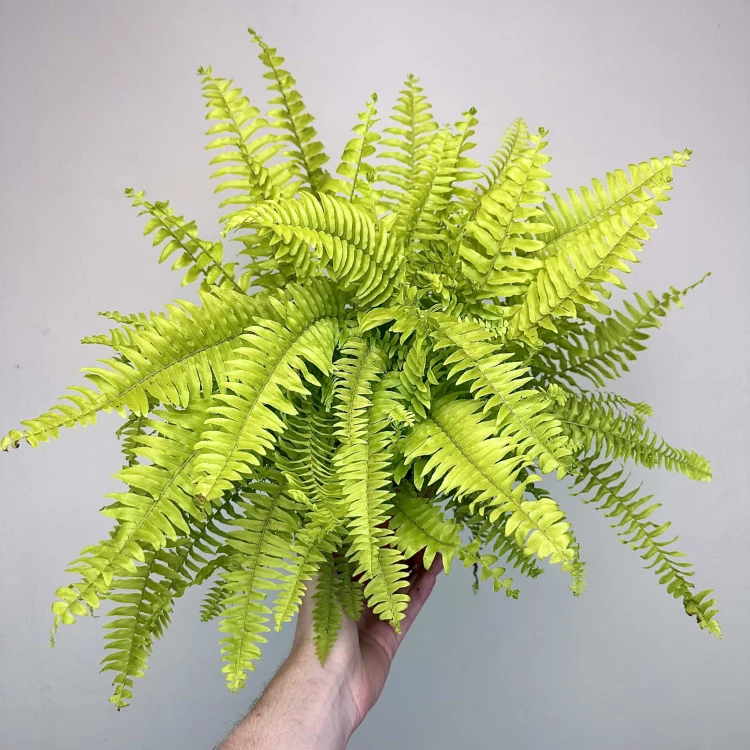 Paproć Nephrolepis Boston Blonde Nefrolepis wyniosły P12 #4