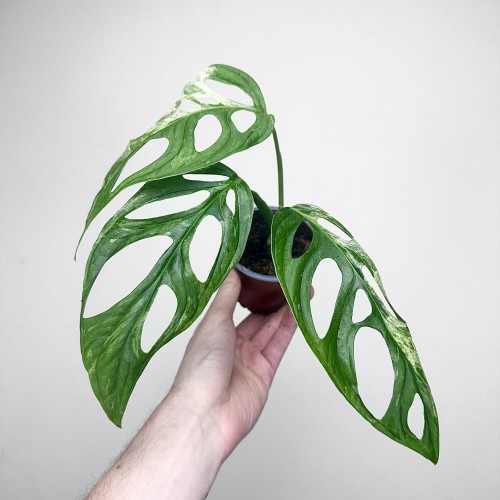 Monstera Indonesian Marble Variegata P9 #1
