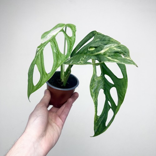 Monstera Indonesian Marble Variegata P9 #2