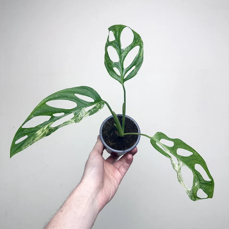 Monstera Indonesian Marble Variegata P9 #3