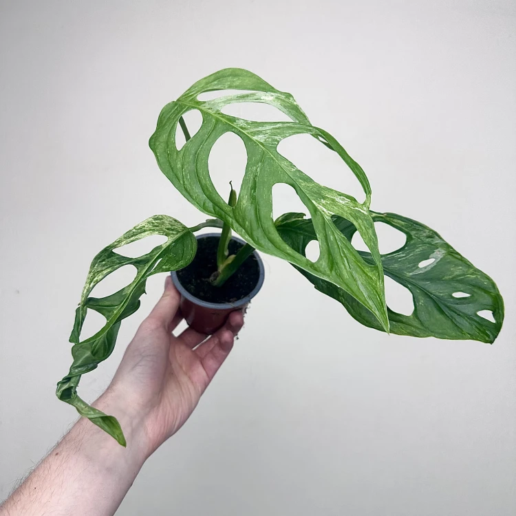 Monstera Indonesian Marble Variegata P9 #4