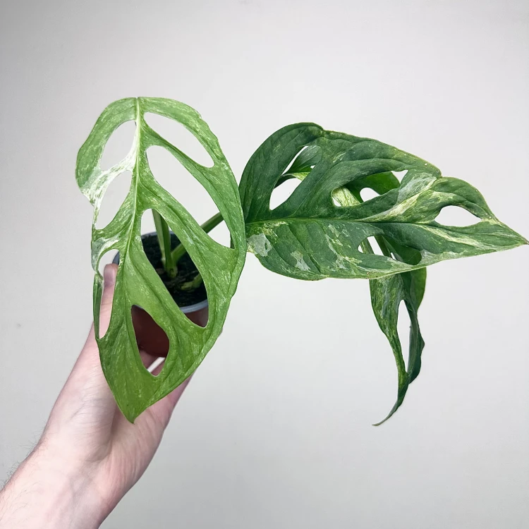 Monstera Indonesian Marble Variegata P9 #5