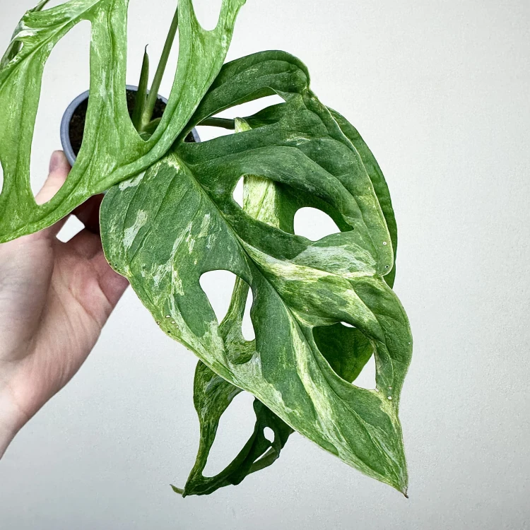 Monstera Indonesian Marble Variegata P9 #6