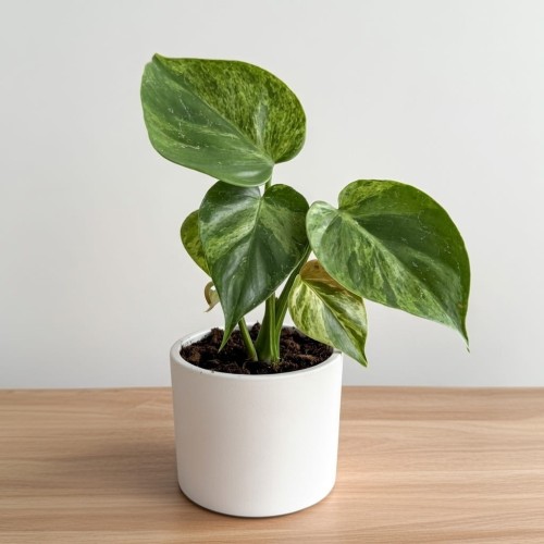 Philodendron hederaceum Oxycardium Variegata Filodendron P9 #1
