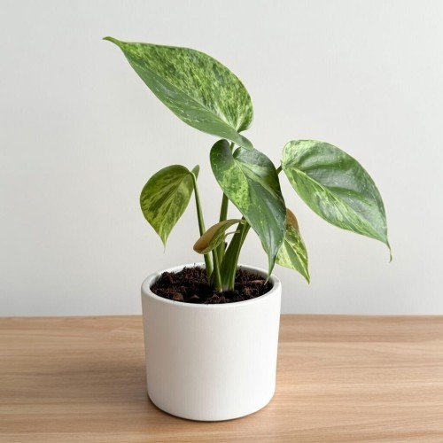 Philodendron hederaceum Oxycardium Variegata Filodendron P9 #2