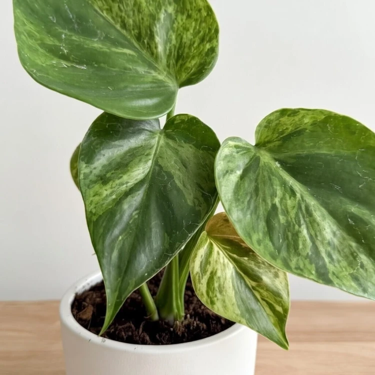 Philodendron hederaceum Oxycardium Variegata Filodendron P9 #3