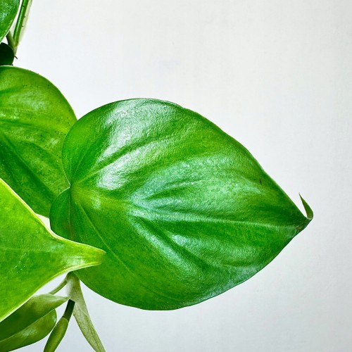 Philodendron Scandens Filodendron Pnący #2