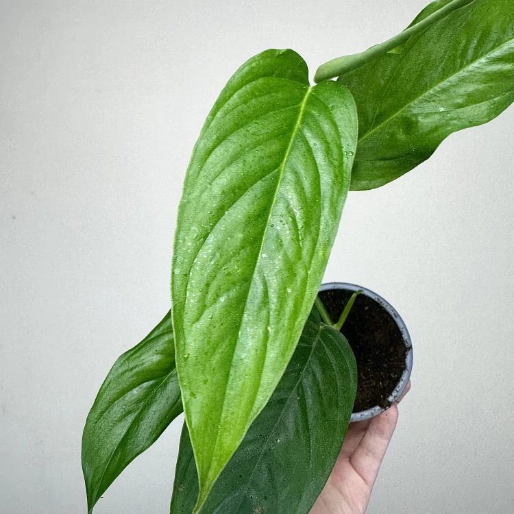 Monstera obliqua Suriname P9 #3