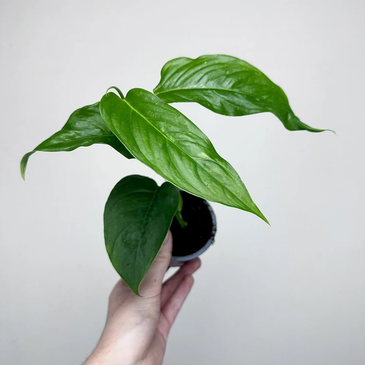 Monstera obliqua Suriname P9 #4