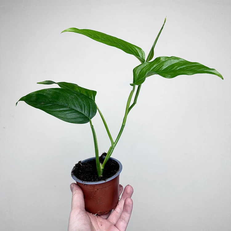 Monstera obliqua Suriname P9 #5