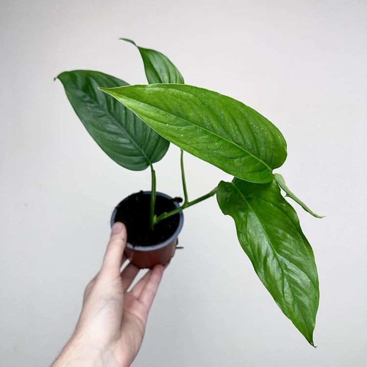Monstera obliqua Suriname P9 #6