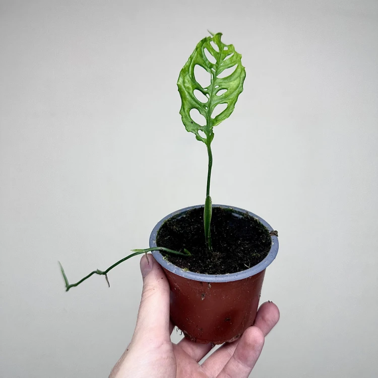 Monstera obliqua Peru P9 #3