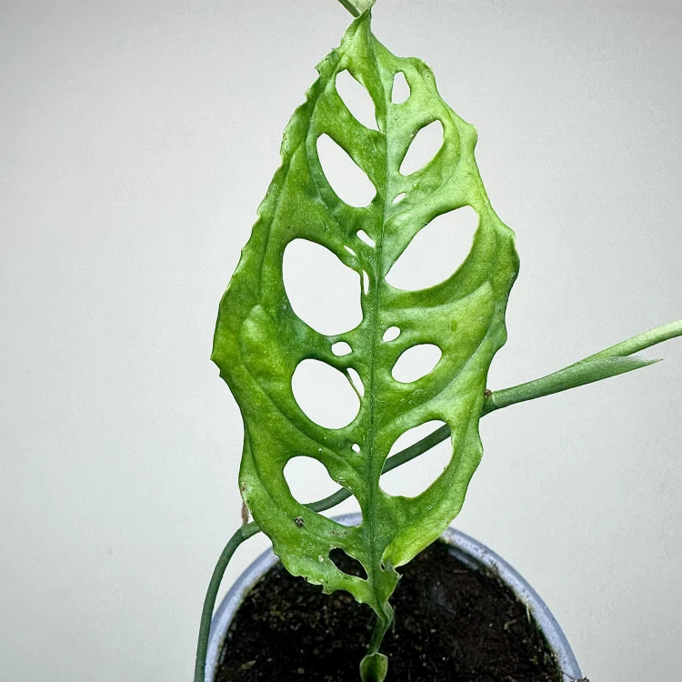 Monstera obliqua Peru P9 #4