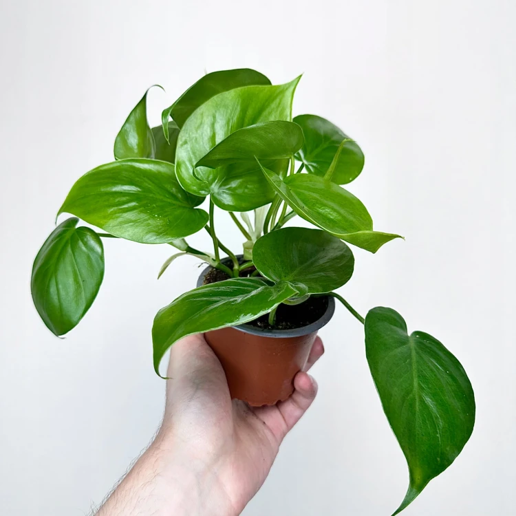 Philodendron Scandens Filodendron Pnący #3
