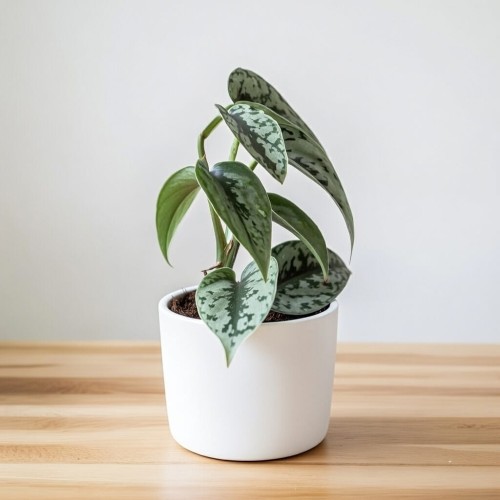 Scindapsus pictus Silver Lady P9 #2