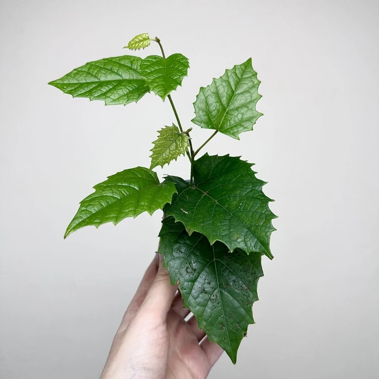 Cissus australijski Cissus antarctica P9 #1