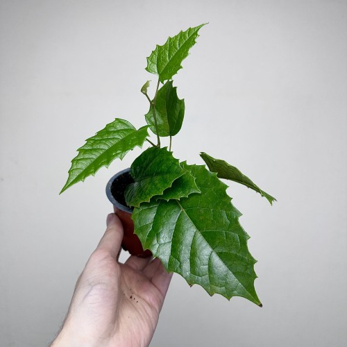 Cissus australijski Cissus antarctica P9 #2