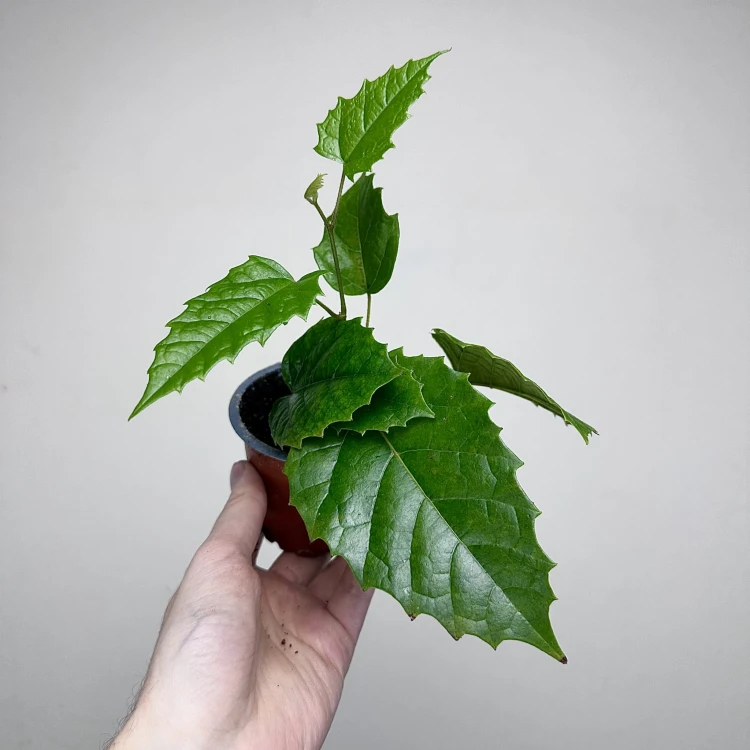 Cissus australijski Cissus antarctica P9 #2