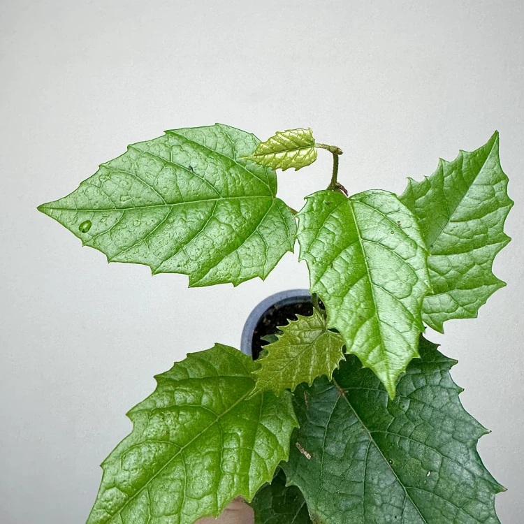 Cissus australijski Cissus antarctica P9 #3