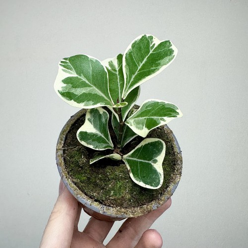 Fikus triangularis Sweetheart Ficus P9 #1