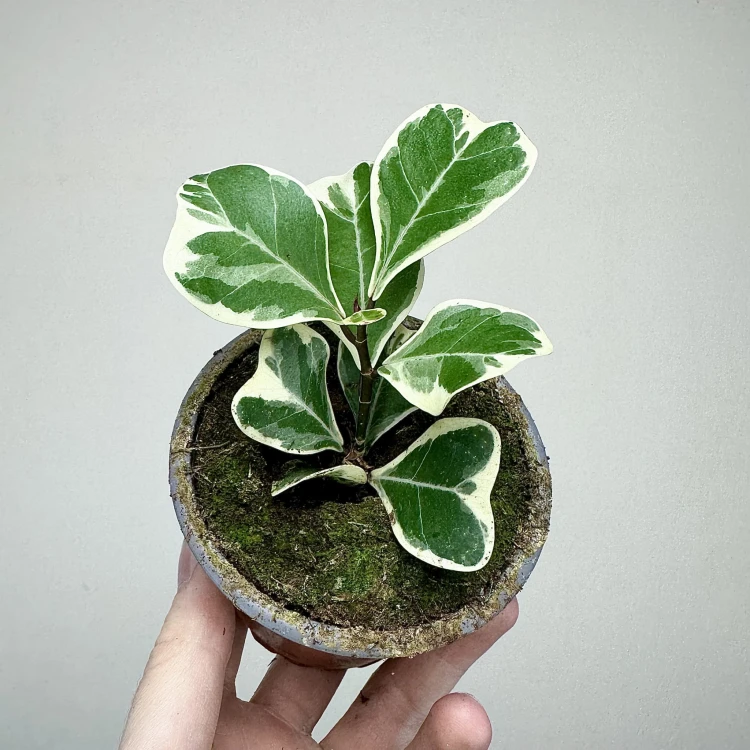 Fikus triangularis Sweetheart Ficus P9 #1