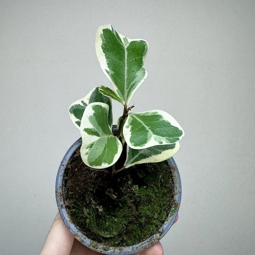 Fikus triangularis Sweetheart Ficus P9 #2