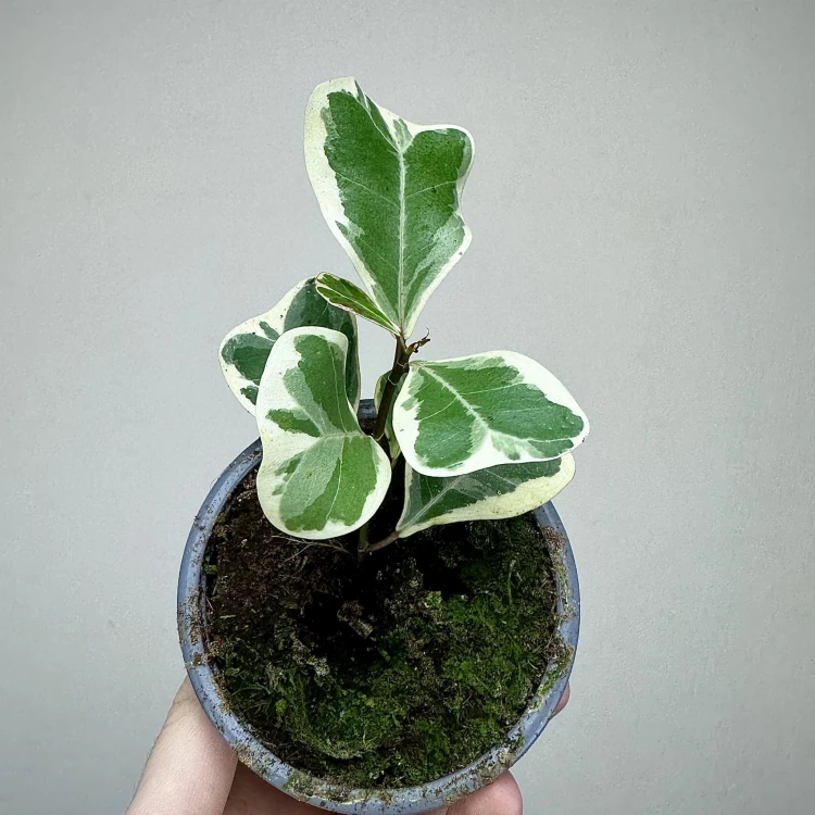 Fikus triangularis Sweetheart Ficus P9 #2