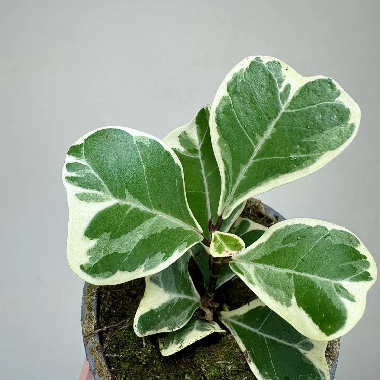 Fikus triangularis Sweetheart Ficus P9 #3