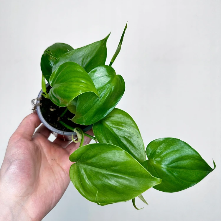 Philodendron Scandens Filodendron Pnący #4