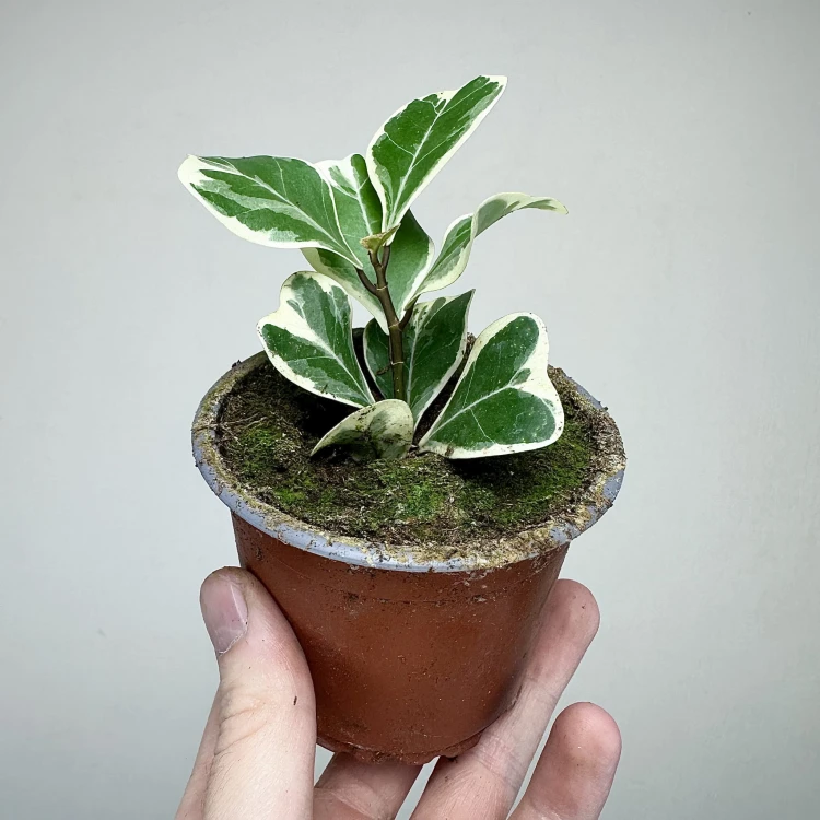 Fikus triangularis Sweetheart Ficus P9 #4