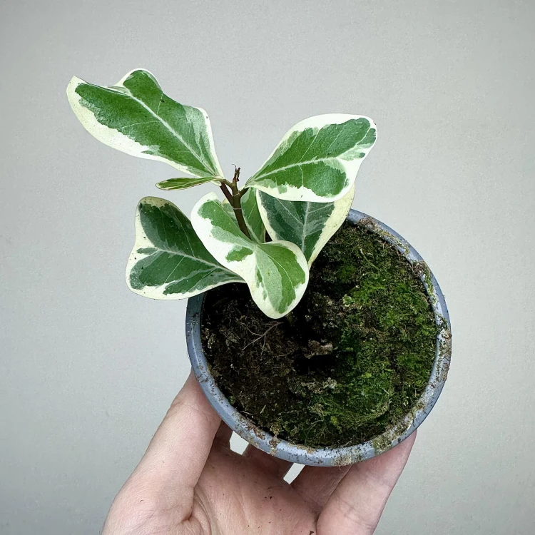 Fikus triangularis Sweetheart Ficus P9 #5