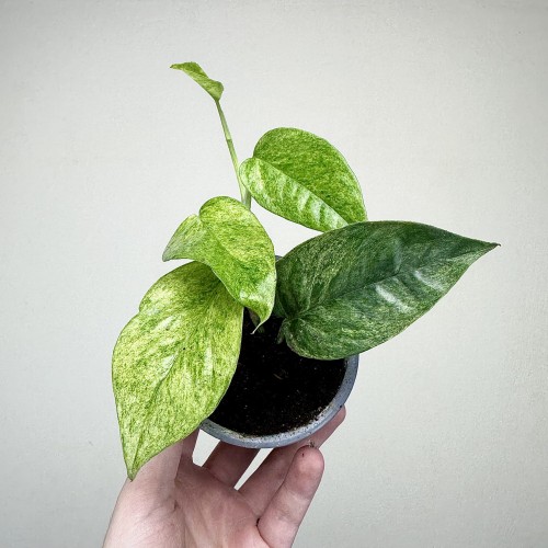 Epipremnum pinnatum Cream Mint Variegata P9 #1