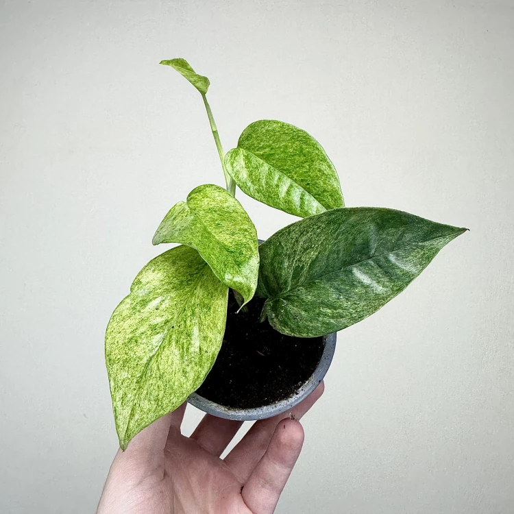 Epipremnum pinnatum Cream Mint Variegata P9 #1