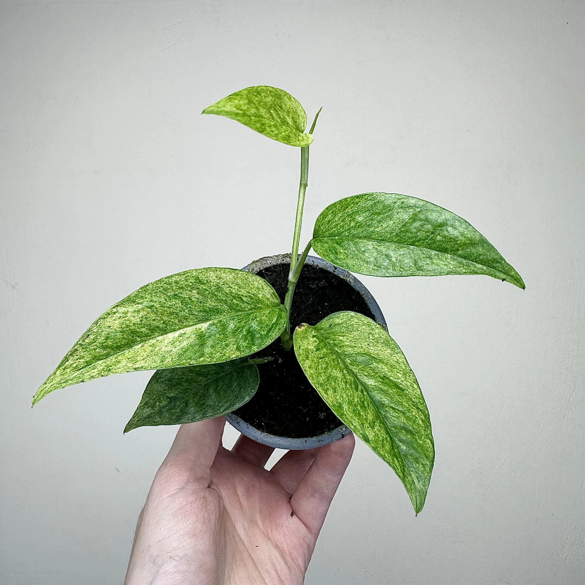 Epipremnum pinnatum Cream Mint Variegata P9 - ReplinKwiaty