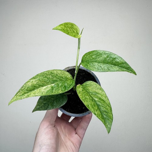 Epipremnum pinnatum Cream Mint Variegata P9 #2