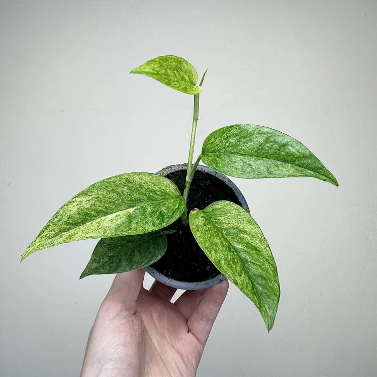 Epipremnum pinnatum Cream Mint Variegata P9 #2