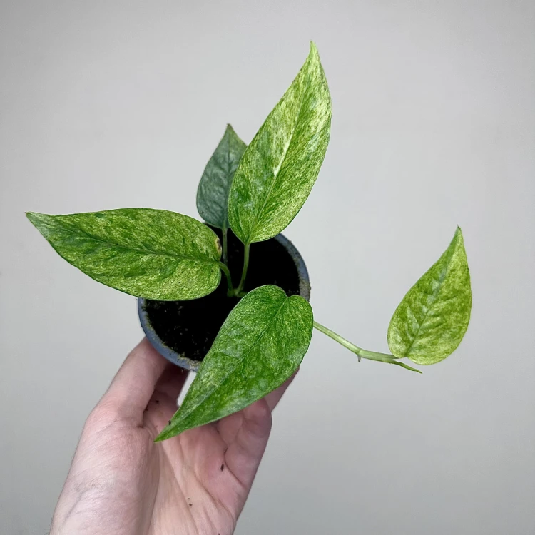 Epipremnum pinnatum Cream Mint Variegata P9 #4