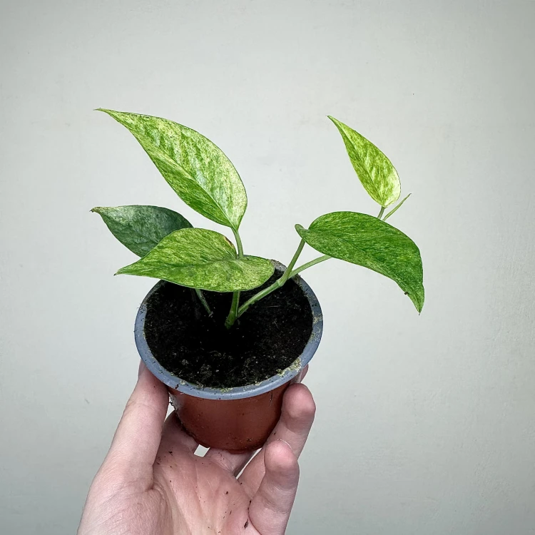 Epipremnum pinnatum Cream Mint Variegata P9 #5