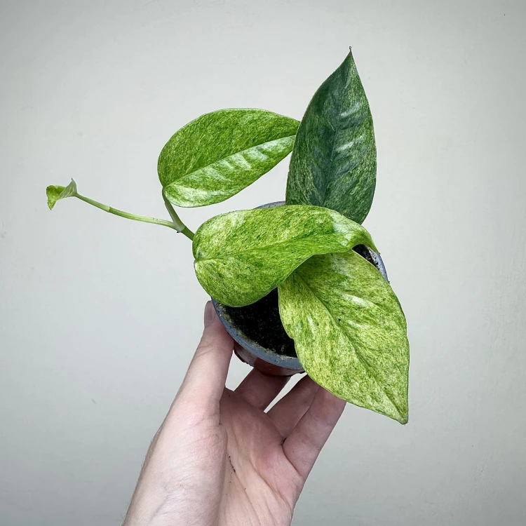 Epipremnum pinnatum Cream Mint Variegata P9 #6