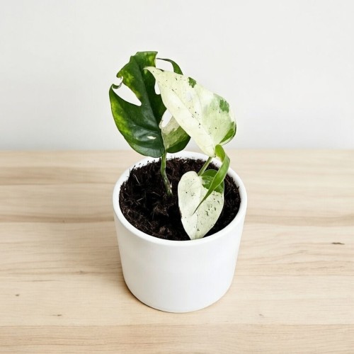 Epipremnum pinnatum Marble Variegata P9 #1