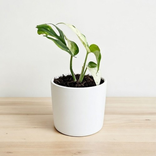 Epipremnum pinnatum Marble Variegata P9 #2