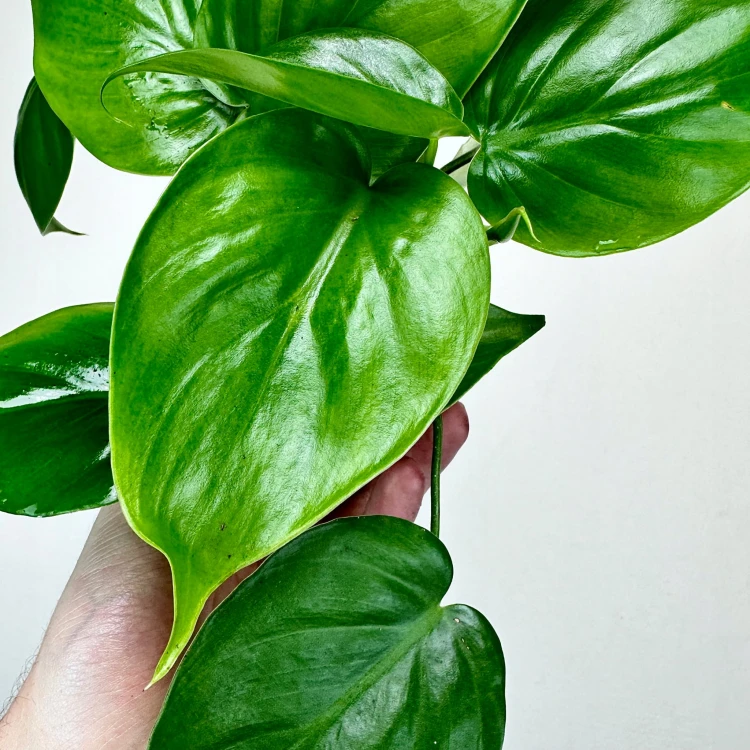 Philodendron Scandens Filodendron Pnący #5