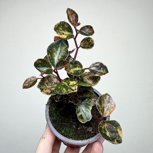 Peperomia Creme Brulee P9 #1