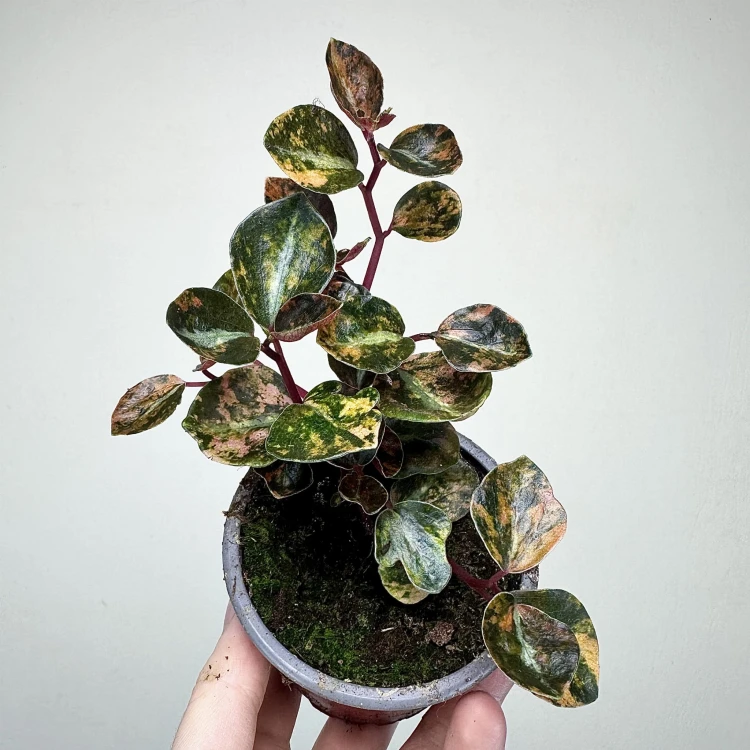 Peperomia Creme Brulee P9 #1