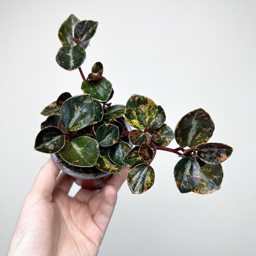 Peperomia Creme Brulee P9 #2