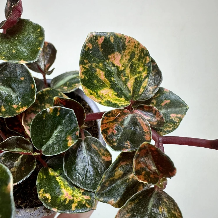 Peperomia Creme Brulee P9 #3