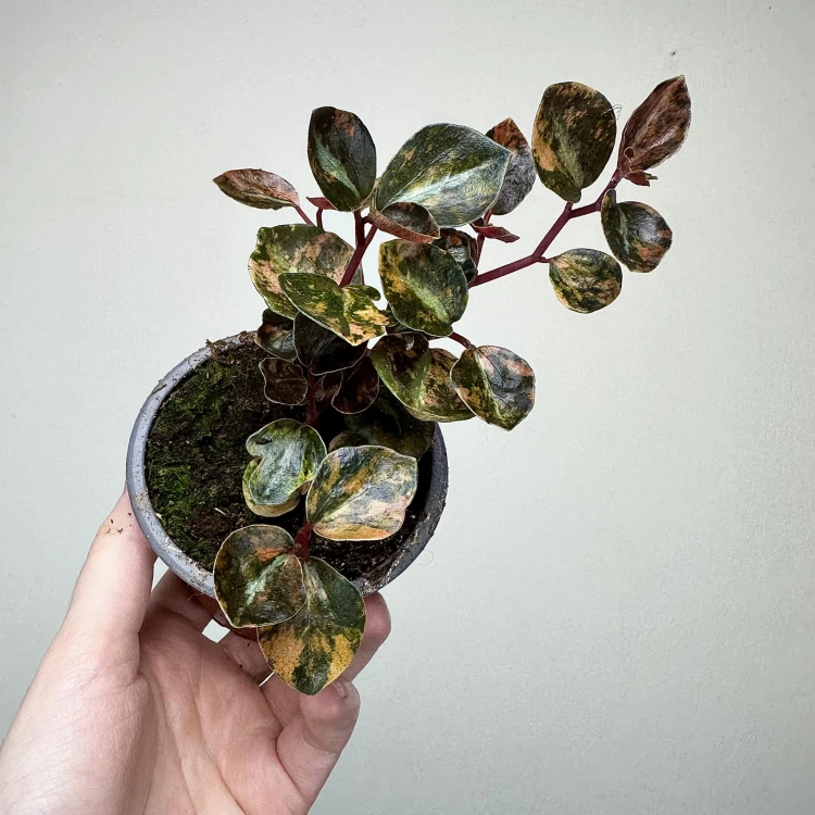 Peperomia Creme Brulee P9 #4