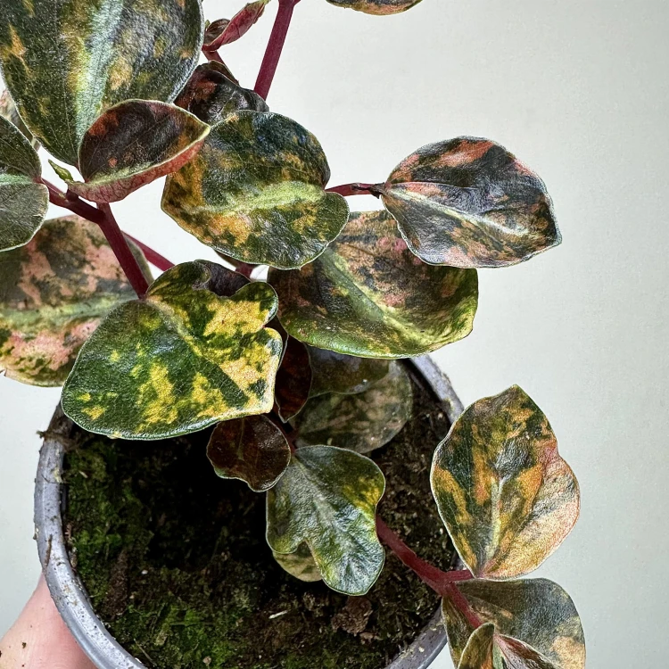 Peperomia Creme Brulee P9 #5