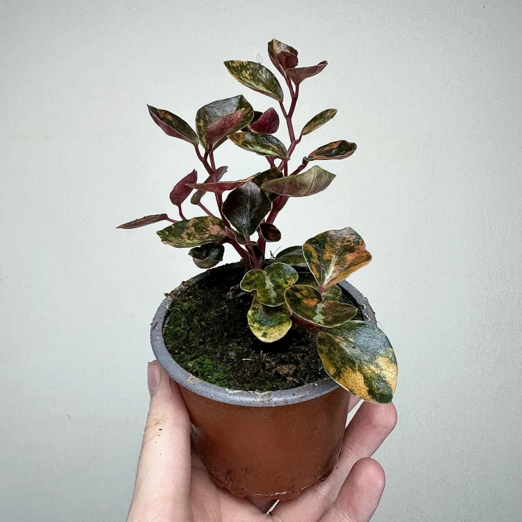 Peperomia Creme Brulee P9 #6